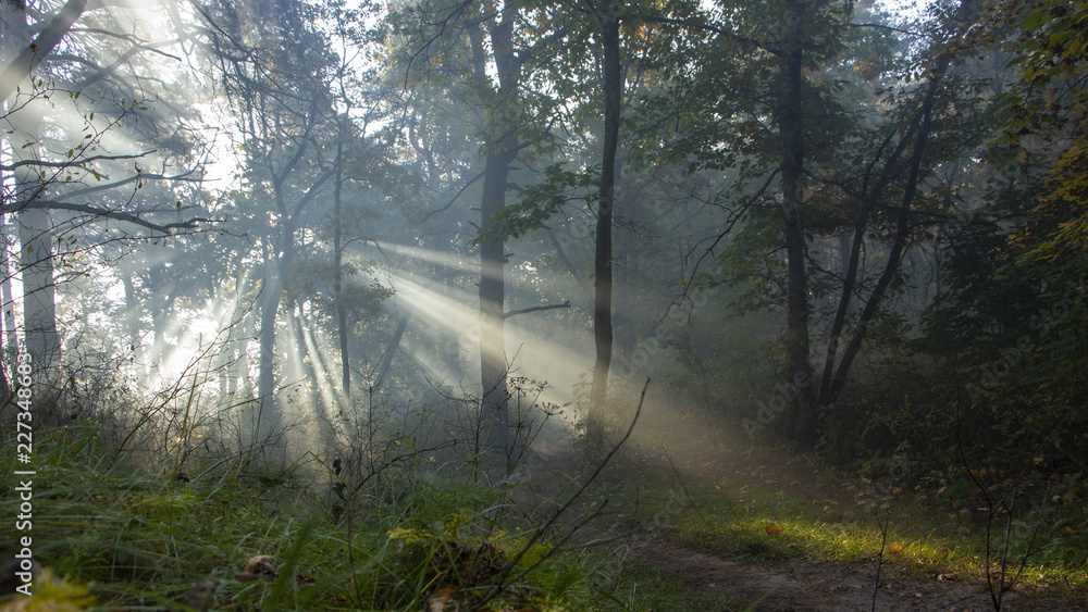 Obraz premium Morning freshness in a beautiful autumn face, a ray of sunshine passes through the branches of redays at dawn