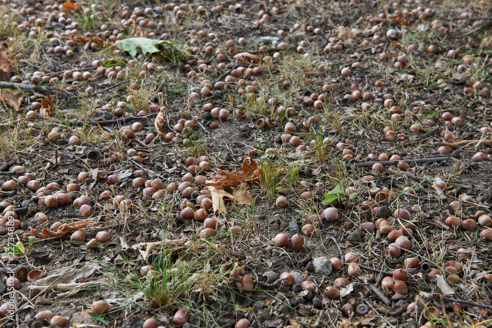 Fallen acorns and leaves. Autumn sign.