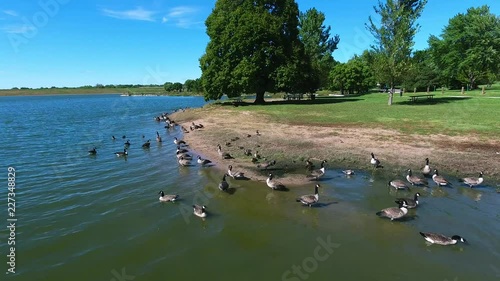 Wallpaper Mural Aerial view geese on lake, slow rotation left Torontodigital.ca