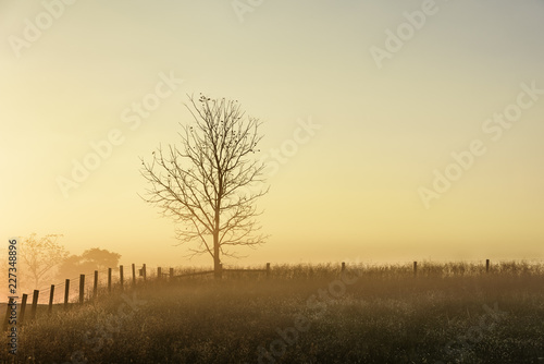 Tree and Fence in Meadow with Morning Fog