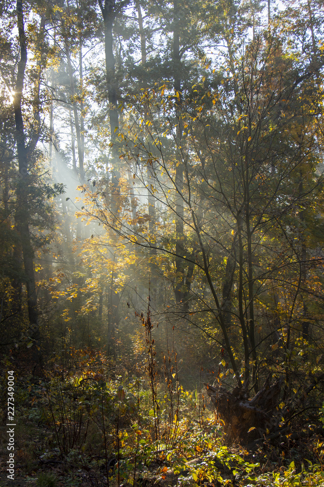 Fototapeta premium Morning freshness in a beautiful autumn face, a ray of sunshine passes through the branches of redays at dawn