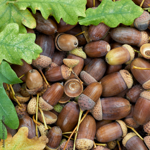 Leaves of oak tree and acorns. Autumnal background.