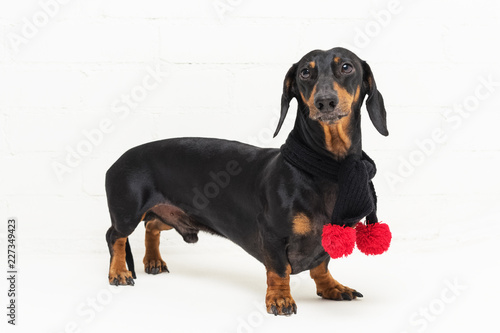 portrait of a dog breed dachshund  black and tan  wearing a knitted black scarf with red pompons  against a white brick wall