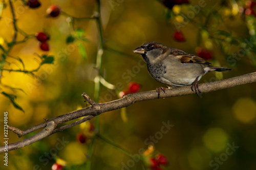 Backlit yet dramatic and close up photo of a bird with yellow foliage as background