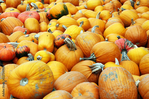 Diverse assortment of pumpkins outdoor. Autumn harvest