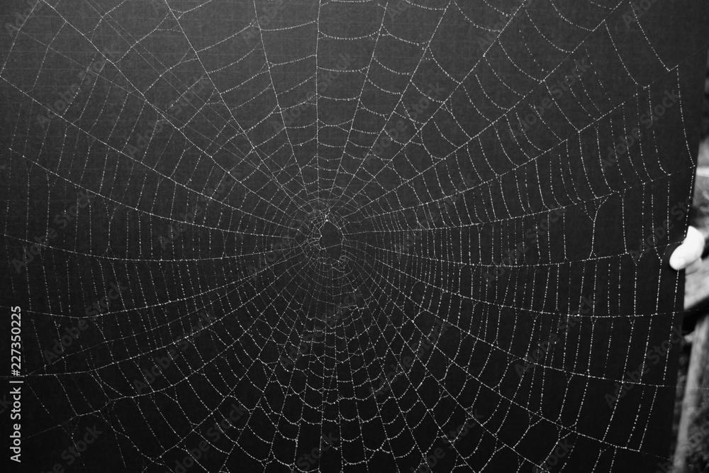 Dew Covered Spider Web Against Black