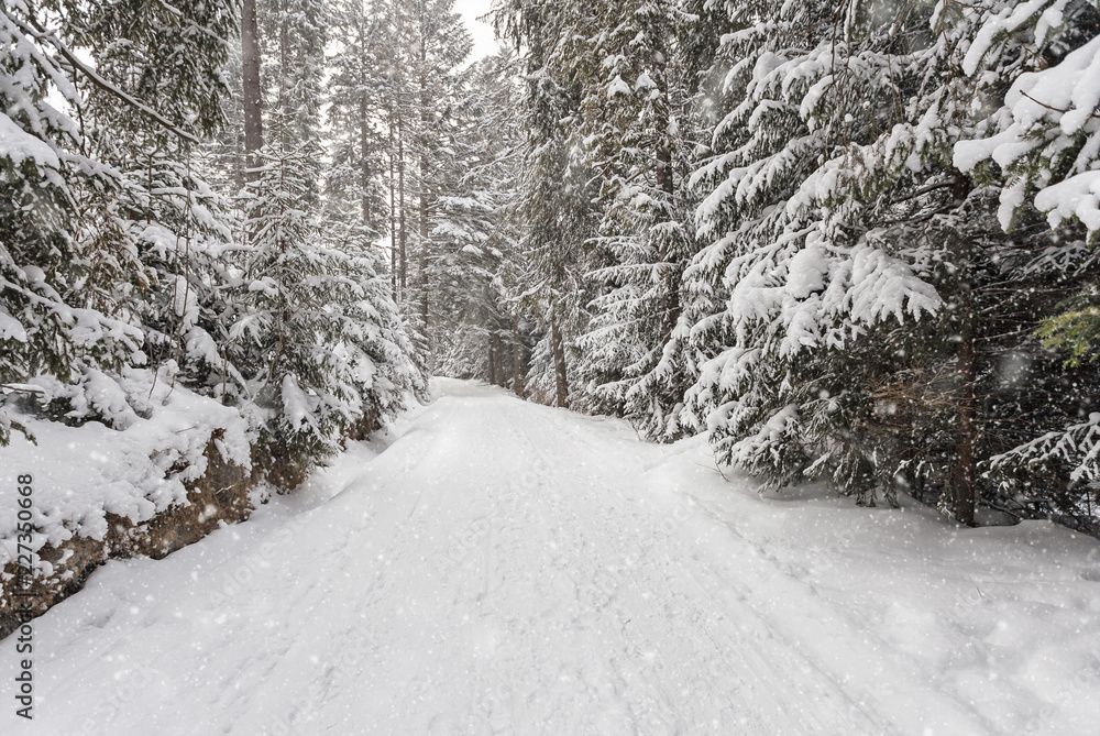 Fototapeta premium Blizzard in winter forest
