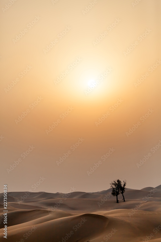 Sunset in the desert with lonely trees, UAE Sunset in the desert with lonely trees, UAE