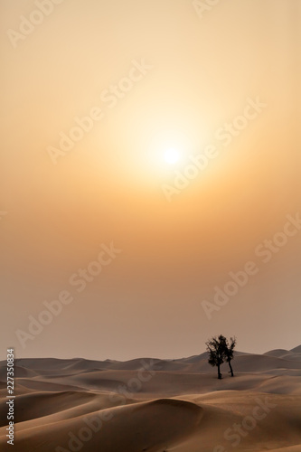 Sunset in the desert with lonely trees, UAE