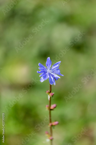 Wild chicory flower on a background of a field grass with shallow depth of field