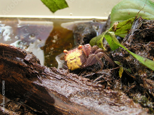 crab geosesarma vampire