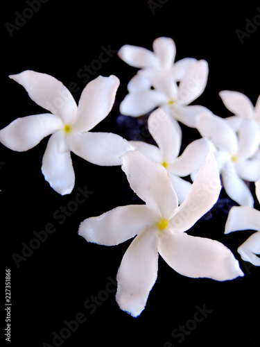 Close up of a bunch of fresh plucked white crape jasmine