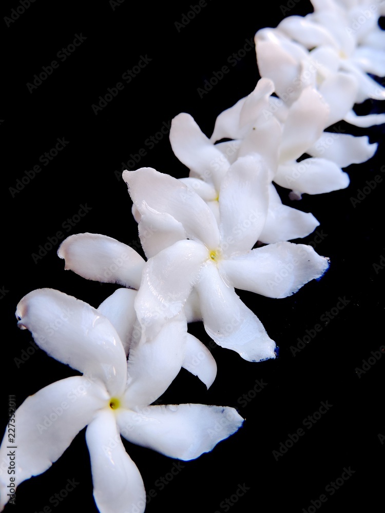 Closeup of isolated bunch of plucked white crape jasmine Closeup of isolated bunch of plucked white crape jasmine