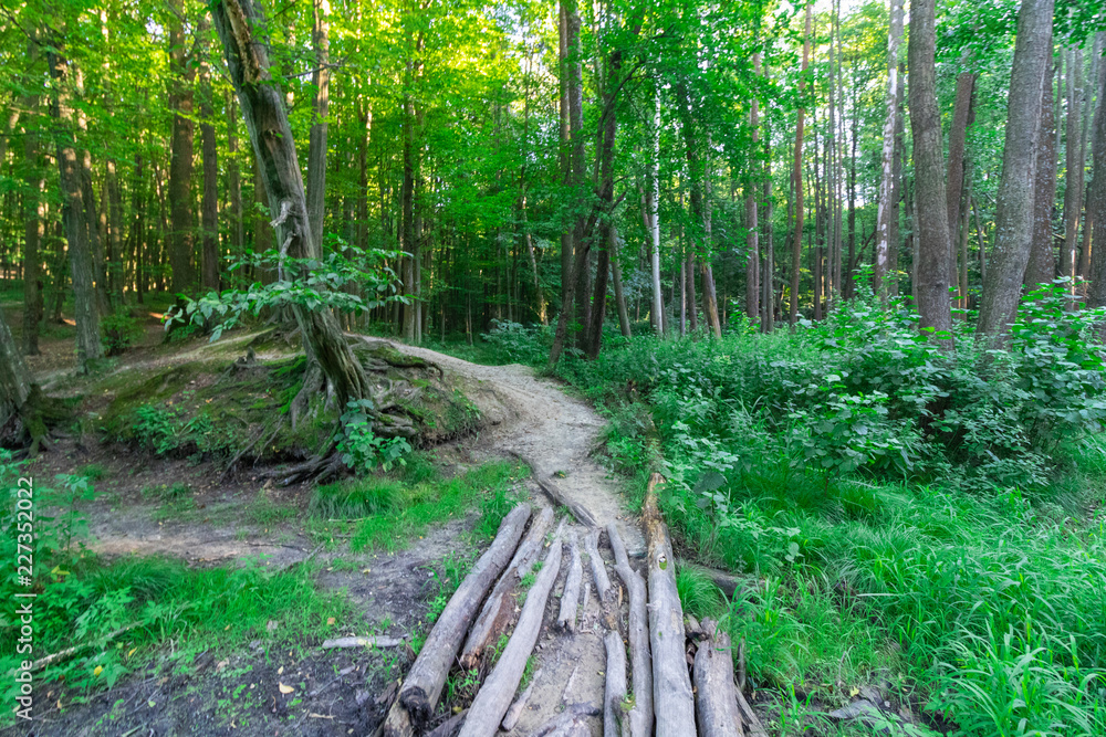 path in a green forest path in a green forest