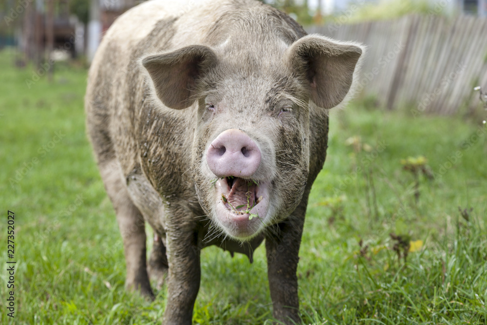 A big pig in nature, 2019 is the year of a pig,pet, pig eating grass A big pig in nature, 2019 is the year of a pig,pet, pig eating grass