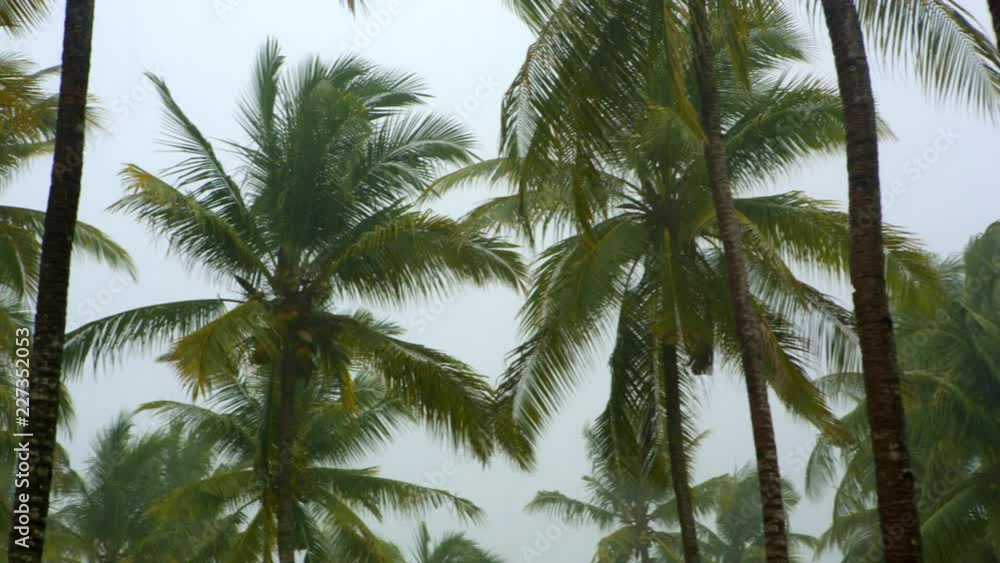 Storm heavy winds blowing palm trees and breaks the leaves on tropical island. Strong wind during cyclonic weather before a power storm or hurricane. Dark clouds. Negative danger concept. Storm heavy winds blowing palm trees and breaks the leaves on tropical island. Strong wind during cyclonic weather before a power storm or hurricane. Dark clouds. Negative danger concept.