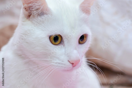 White cat closeup