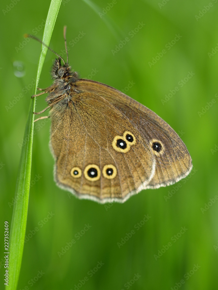 Obraz premium Schornsteinfeger