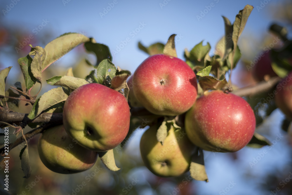 Ripe, red apples on a Branch. A new Crop.