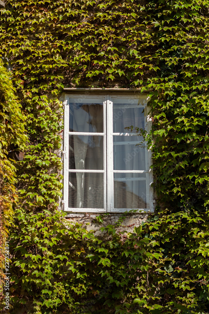 White window on a building completely covered in ivy White window on a building completely covered in ivy