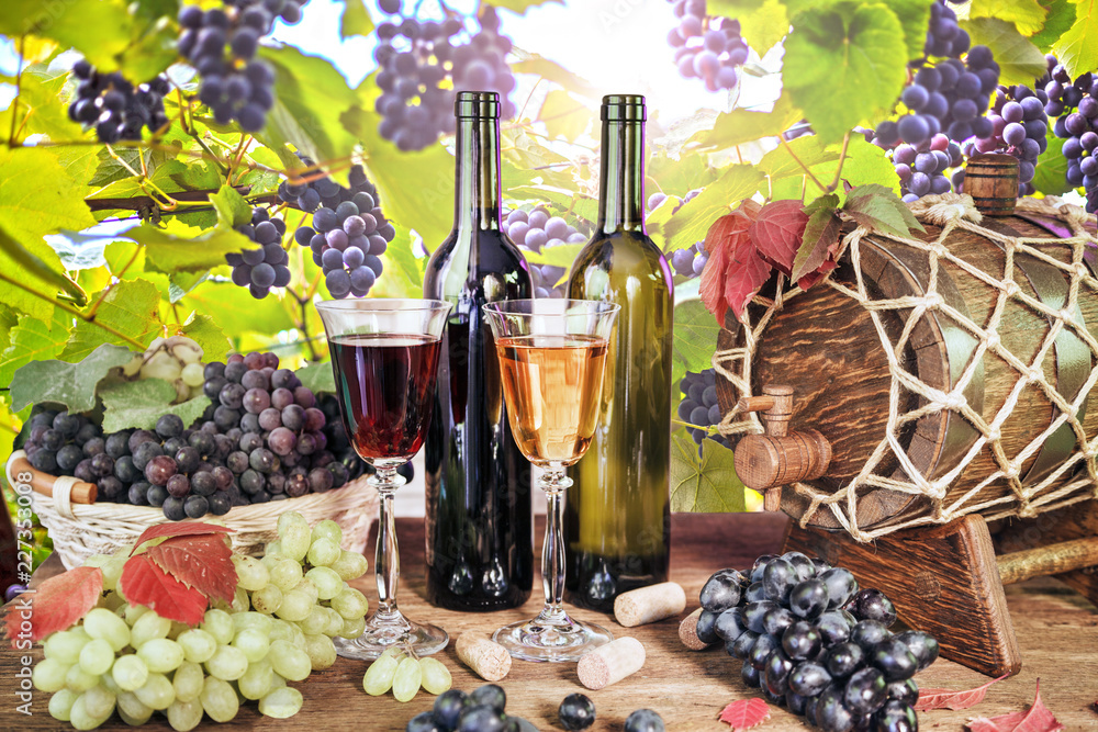Vineyards at sunset in autumn harvest. Ripe grapes in fall, Wine bottle, glass of wine and grapes. white and red wine on an old wooden table, against a background of a vineyards vine, toned