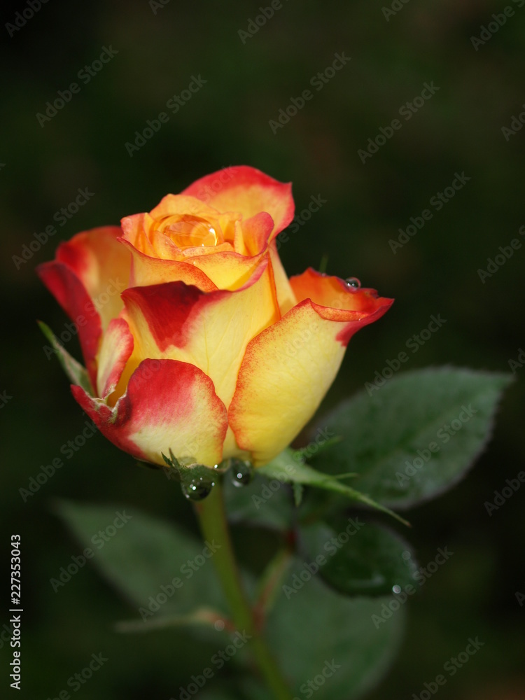 Rose Rose