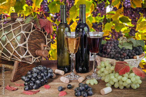 Fototapeta Naklejka Na Ścianę i Meble -  Vineyards at sunset in autumn harvest. Ripe grapes in fall, grape variety isabel