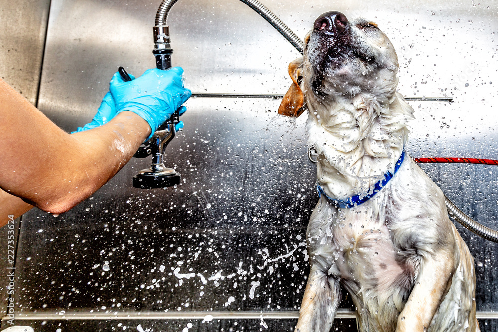 Dog Shaking Water Off After Bath at Groomer Stock Photo Adobe Stock