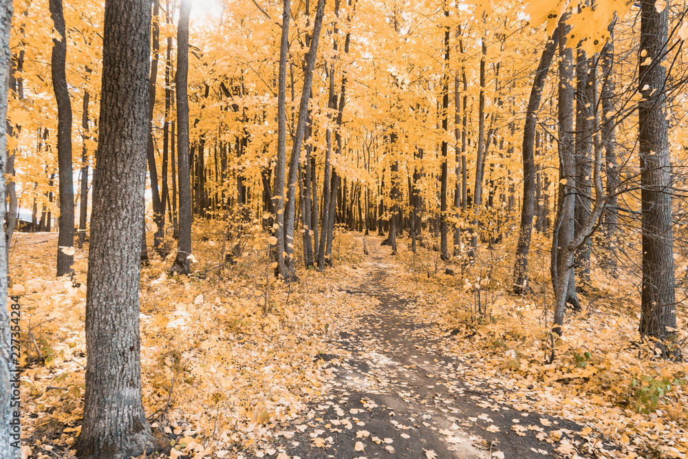 Obraz premium autumn tracks in the park with yellow leaves