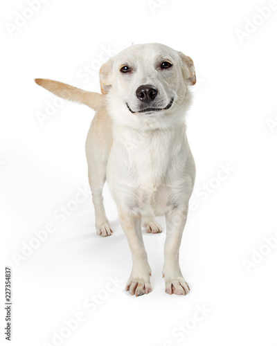 Funny Smiling Dog on White