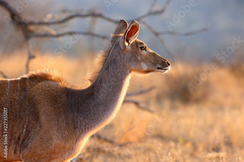 The greater kudu (Tragelaphus strepsiceros), portait of the female in morning backlight.