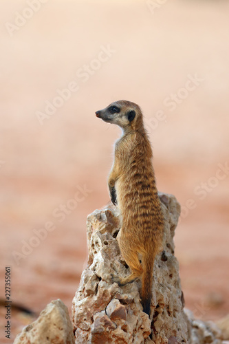 The meerkat or suricate (Suricata suricatta) patrolling near the hole. Young animal standing in the morning sun on the stone. © Karlos Lomsky