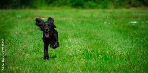 Картината върху платно Black Cocker Spaniel puppy running in the park