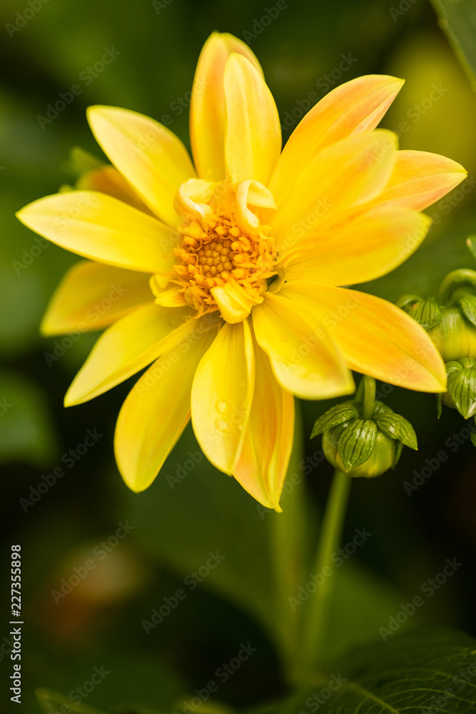 Beautiful Painted Petals Flower Of Dahlia In Sunny Day In Summer Garden Close Up. Beautiful Painted Petals Flower Of Dahlia In Sunny Day In Summer Garden Close Up.