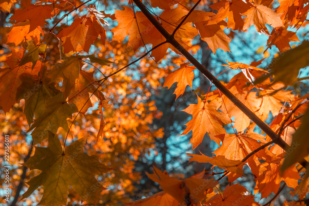 Autum orange, yellow and green leaves in sunny forest. Autum orange, yellow and green leaves in sunny forest.