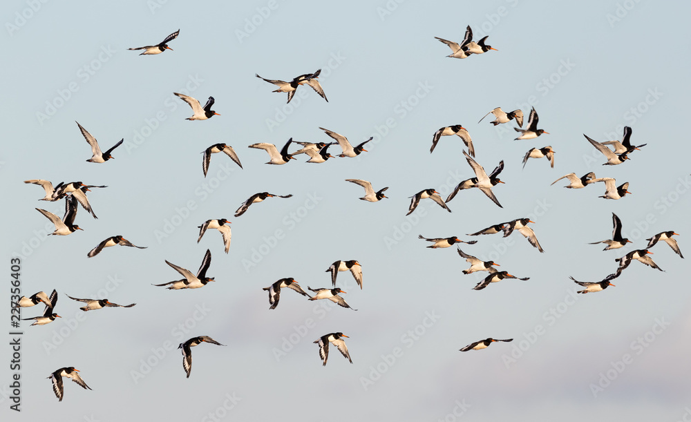 Flock of Oystercatchers