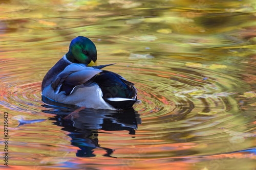 The duck or drake in the city lake or the pound cleaning plumage in the water colored in yellow, red and orange by means of the beak