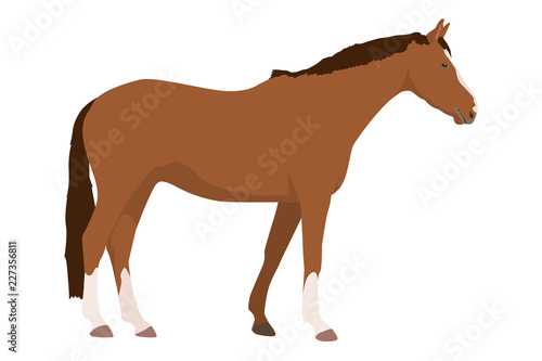 rotbraunes Pferd