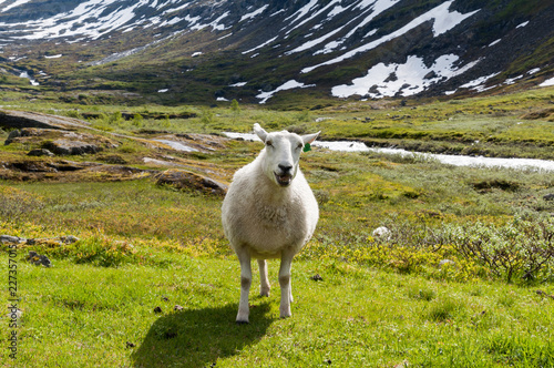 Schaf in den Bergen