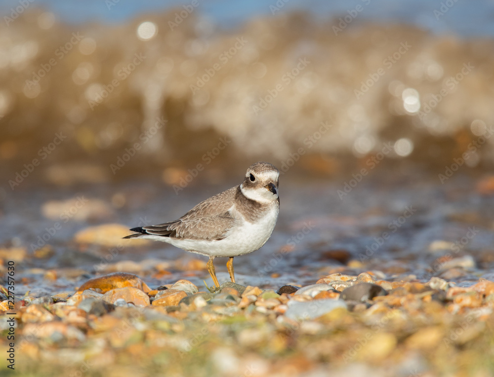Ringed Plover Ringed Plover