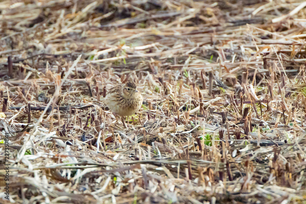 Skylark Skylark