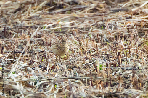 Skylark © Richard Hadfield