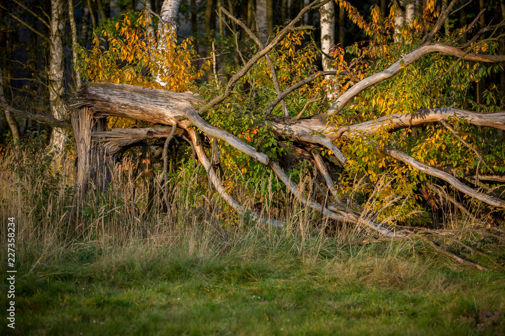 Autumn park landscape with overturned tree Autumn park landscape with overturned tree