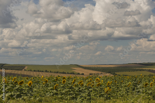 Podobny obraz