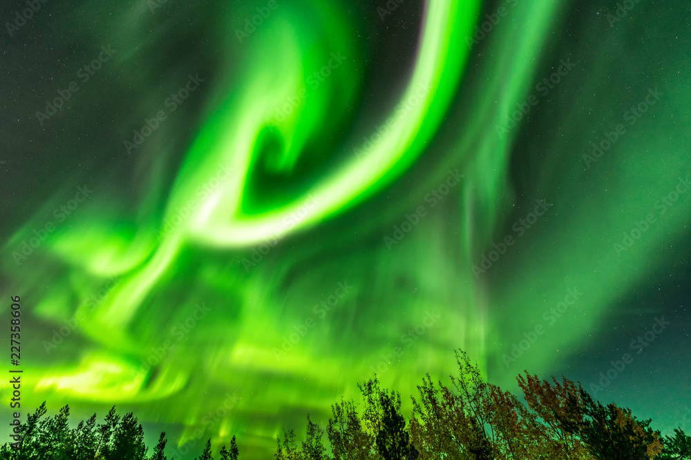 bright green curly aurora lights almost on the whole sky over tree tops in Sweden, river, city lights and lake, clear skies with a lot of stars, pine trees and autumn colored leaves on trees