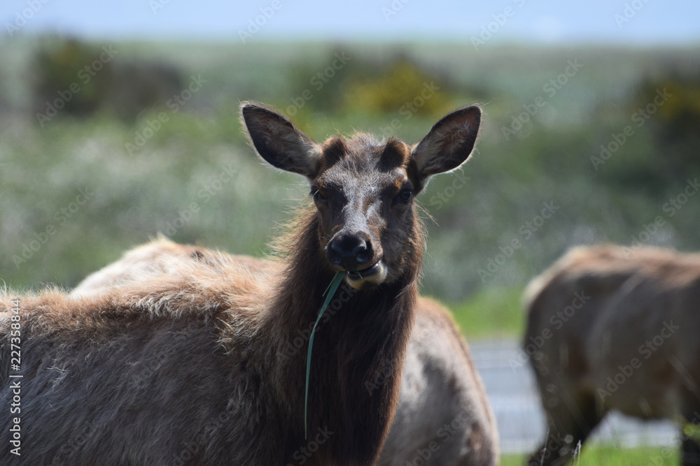 Deer eating grass