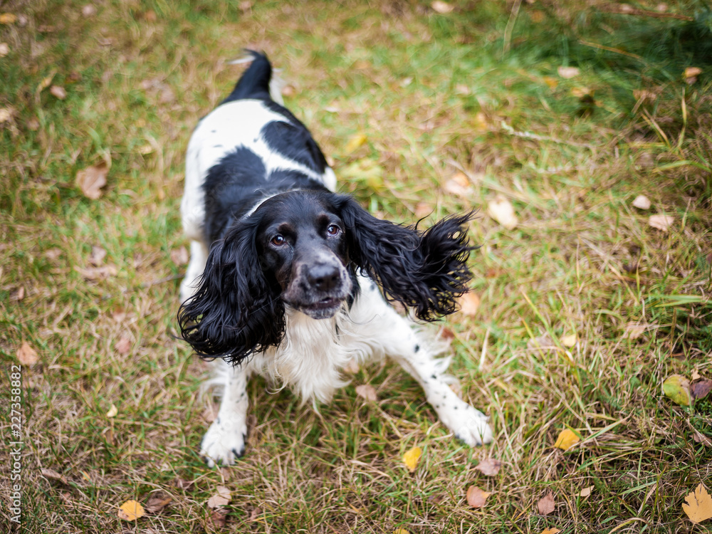 Russian spaniel portrait of a dog Russian spaniel portrait of a dog