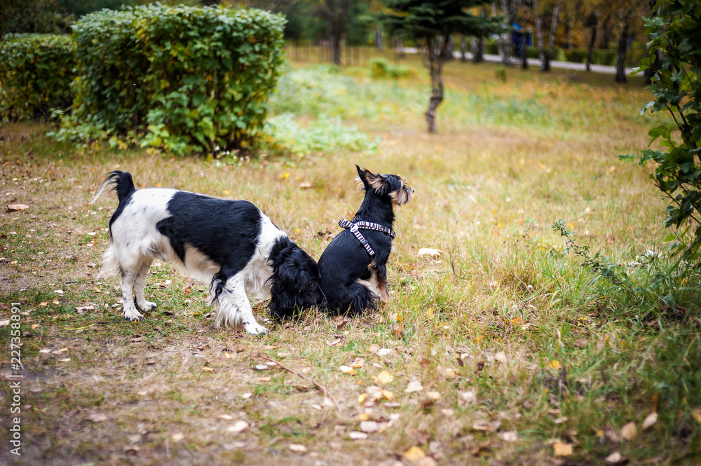 Russian spaniel portrait of a dog Russian spaniel portrait of a dog