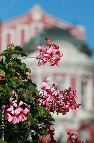 Fototapeta Naklejka Na Ścianę i Meble -  Цветущая герань в оформлении улиц в г. Варна (Болгария) 