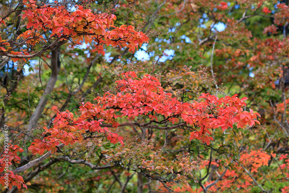 Ветка с красными осенними листьями в парке 